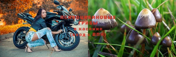 PSILOCYBIN Елизово